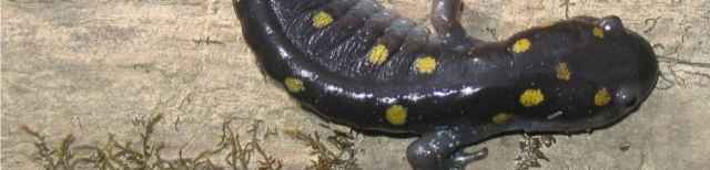 Spotted salamander Spotted salamander