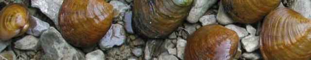 Mussel Database