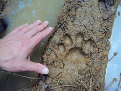 Footprint of large cat in the mud.