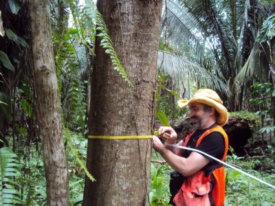 CMI researcher measures tree.