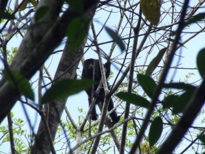 A howler monkey looks down from a tree in Belize.