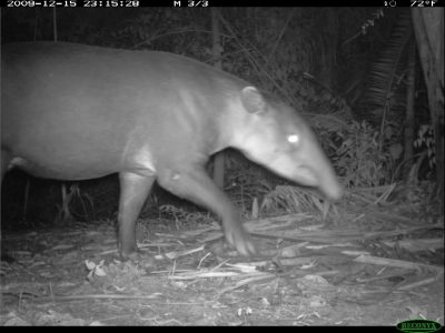 tapir captured on field camera.