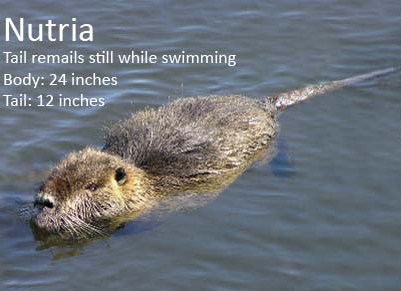 How to Identify a Nutria... | Conservation Management Institute