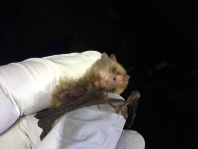 Northern-long eared bat