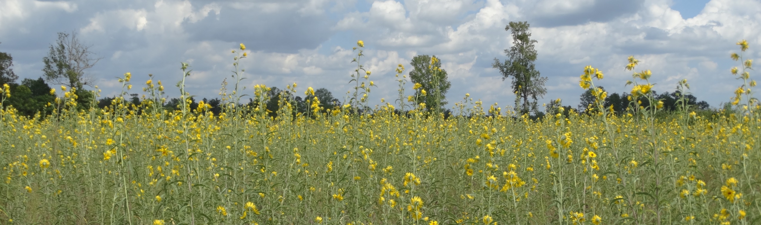Sunflowers in a field buffer