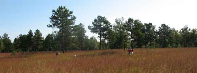 CMI crew measuring vegetation