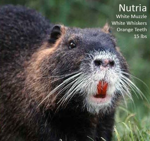 nutria virginia cmi