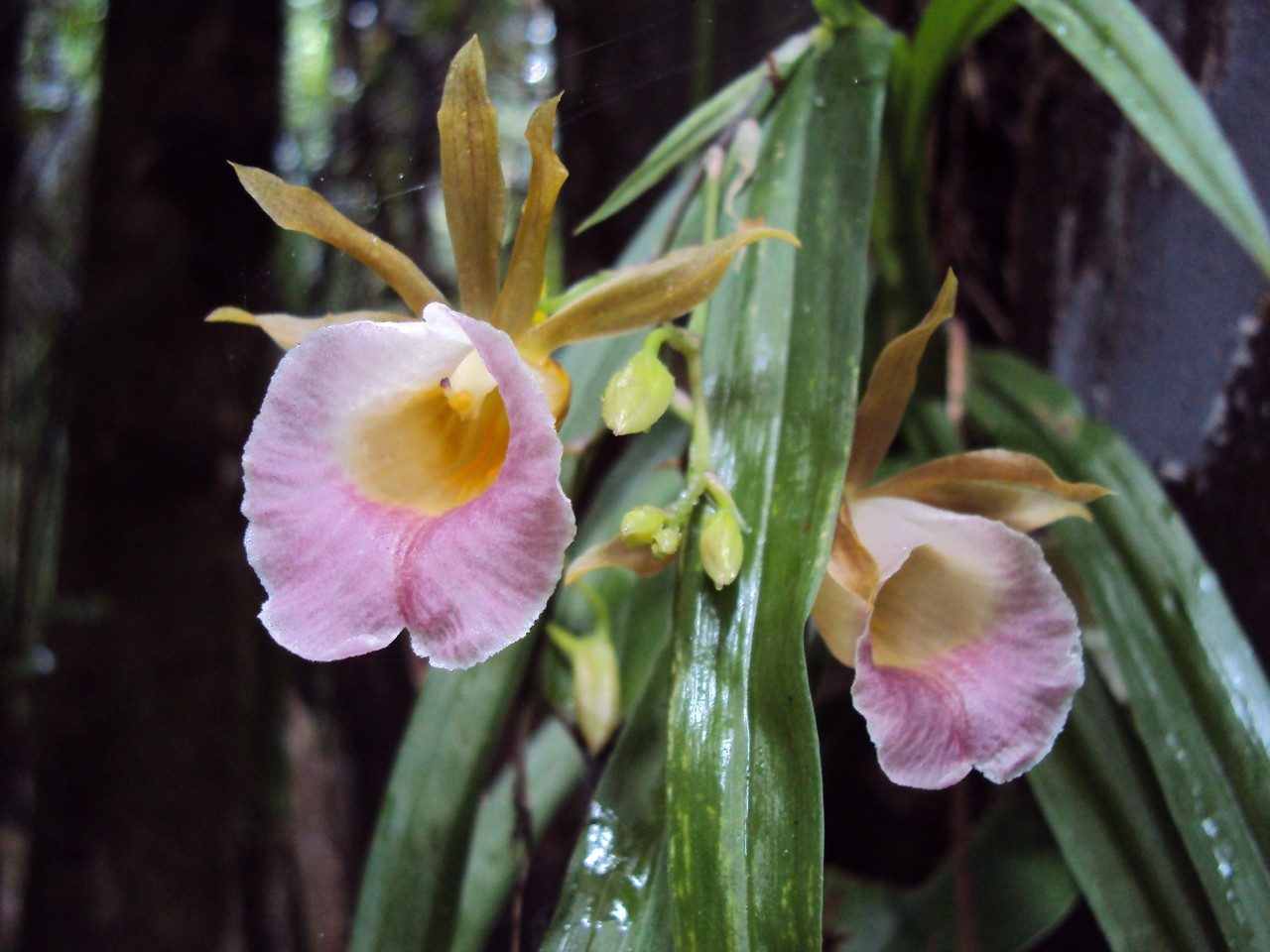 Orchid from the forest of Belize.