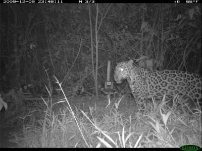 jaguar in belize