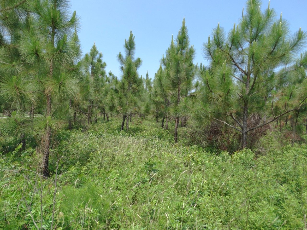 young longleaf pine in Virginia