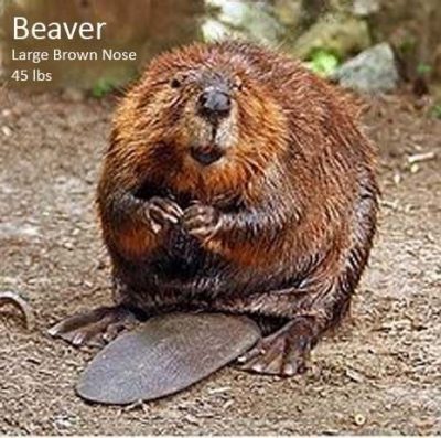 Characteristics of beaver.