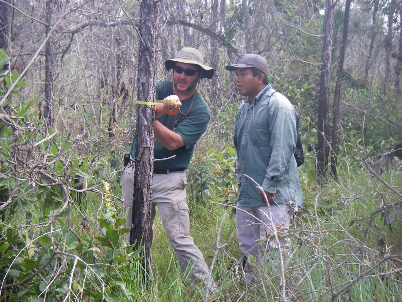 Measuring trees for forest carbon assessment.