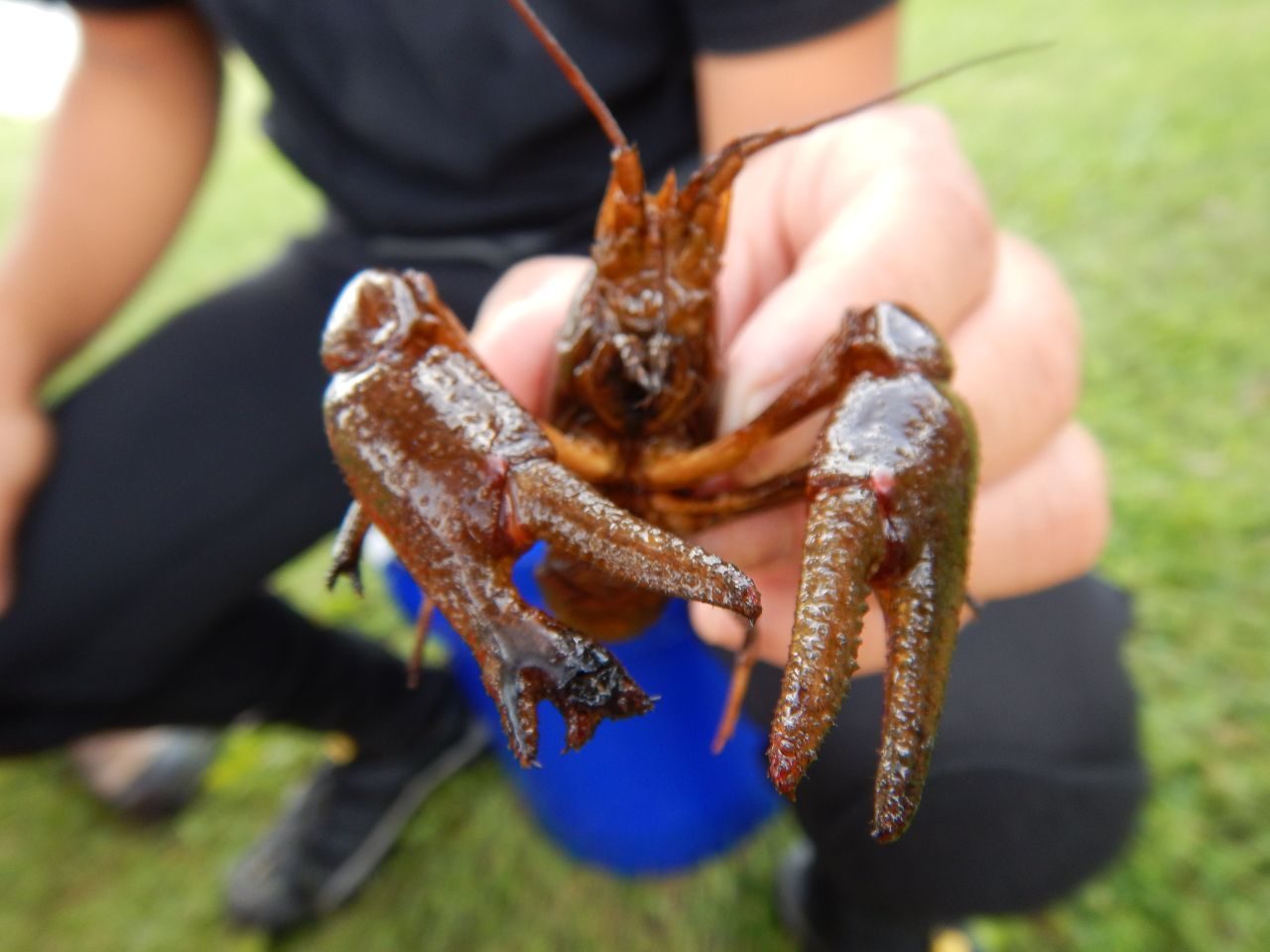 Spiny stream crayfish