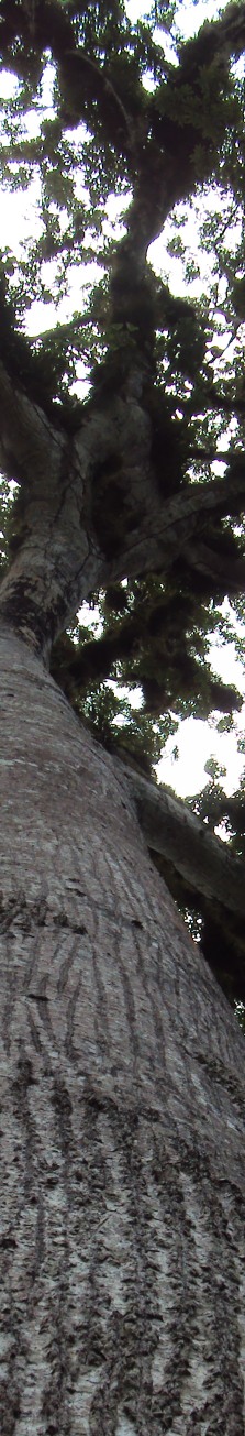 tall tree
